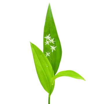 Maianthemum trifolium - known as Three-leaf False Solomon's-seal, Three-leaf Solomon's-plume, Three-leaf False Lily of the Valley, Native North American Wildflower Isolated 
