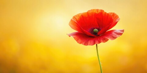 Naklejka premium A close-up shot of a single red poppy flower isolated against a soft yellow background, poppies in bloom, field flowers