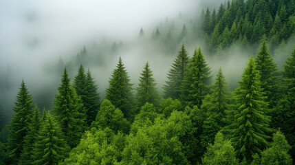 Fototapeta premium misty morning in dense forest with towering trees creates serene atmosphere. lush greenery and fog evoke sense of tranquility and connection to nature