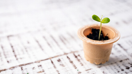 Plant sprout in used composted coffee capsule. Espresso coffee Capsules from wood in the box. BIO coffee, compostable capsules. recycling and zero waste concept