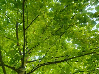 Fototapeta premium Green leaves