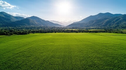 Obraz premium Vibrant green rice fields stretch across a valley surrounded by majestic mountains under a bright sunny sky.