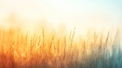 Fototapeta premium Soft Focus Background of Wheat Grains in Sunset Light