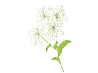 Fototapeta premium Self-drawn lily transparent base map