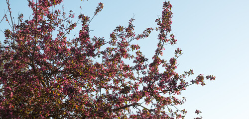 Ornamental apple tree with purple flowers; low angle view against blue sky.