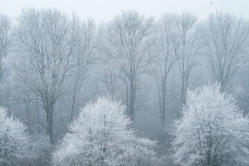 Snowy forest winter landscape, snowfall, tranquil scene, nature background, winter wonderland