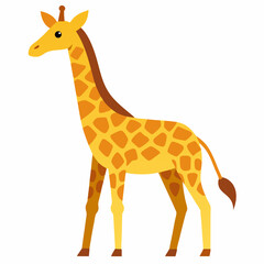 Obraz premium giraffe isolated on white background