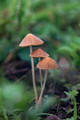 Closeup view of three mushrooms thin cap and white or yellowish white hollow stem
