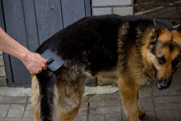 A man combs a dog's fur. Selective focus