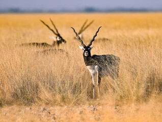 Black buck in long dried grass