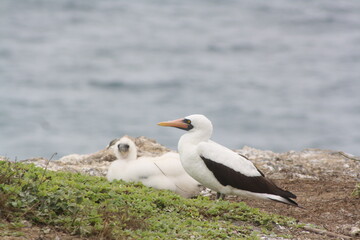 Obraz premium Nazca booby (Sula granti)