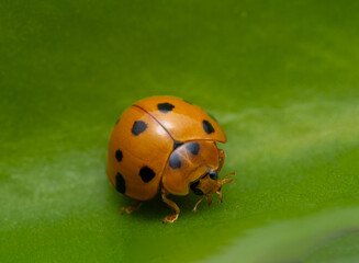 Macro Shot of a Ladybug on a Green Leaf—Insect Close-up Photography