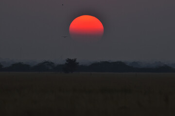 sunrise in field