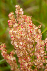 Obraz premium Rumex acetosa flowers (Common sorrel). Polygonaceae perennial plant. Edible and medicinal plants.