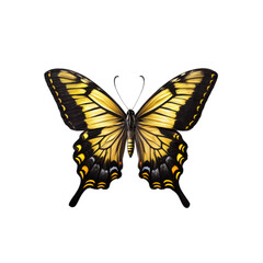 Fototapeta premium Golden Wings: A beautiful butterfly with golden wings gracefully spreads its wings, showcasing intricate patterns in a stunning display of nature's artistry. 