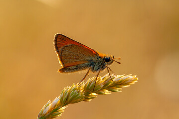 Yellow Antenna Bouncy butterfly - Thymelicus sylvestris