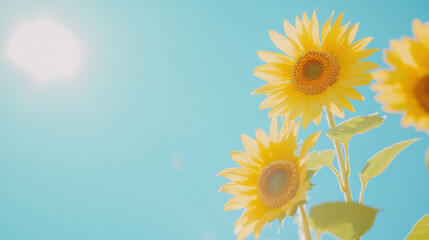 Obraz premium Bright sunflowers basking under clear blue sky, radiating joy and warmth