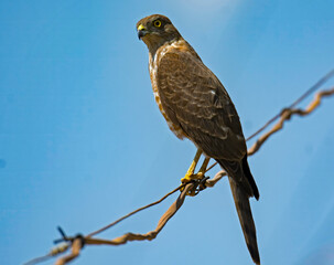 shikra sitting on wire