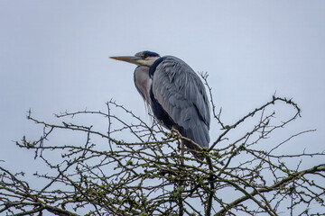 grey heron ardea cinerea perched on the top on a tree