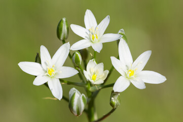 white flowers growing in the countryside