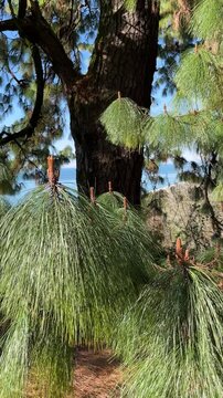 Close up needles of Pine Tree in sunny day. Pinus roxburghii. Pinaceae family. It is also known as Himalayan long leaf pine.
