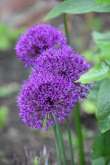 Alliums