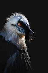 Portrait Of A Bearded Vulture (Gypaetus Barbatus)