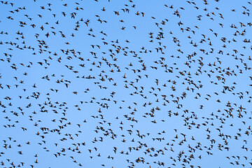 Baikal Teal flock dance in the sky
