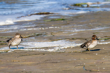 Krickenten Pärchen im Herbst an der Ostsee bei der Futtersuche