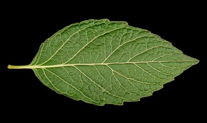 Obraz premium Close-up photo of a green plant leaf with visible veins and stem, highlighting the natural texture and freshness.