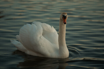swan on the lake