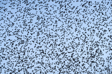 Baikal Teal flock dance in the sky