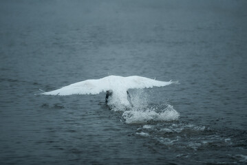 Fototapeta premium a white swan flying over the lake