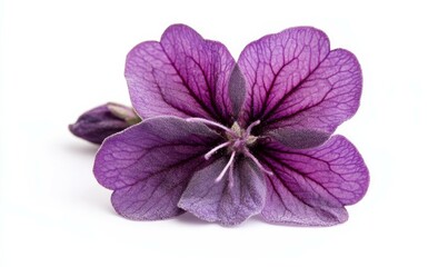 Obraz premium Close-up purple flower of lilac sage or whorled clary isolated on white