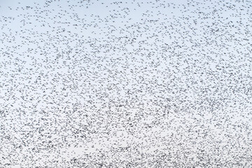 Baikal Teal flock dance in the sky