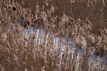 reeds and snow-covered footpath