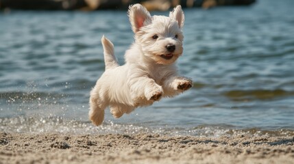 Fototapeta premium Joyful white puppy leaps playfully on sandy beach near water under bright sunlight showcasing a vibrant and energetic moment of youth.