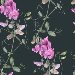 Hand painted watercolor illustration. A seamless floral pattern featuring wild sweet pea flowers .