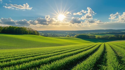 Naklejka premium Lush green agricultural fields under a bright sun showcasing vibrant crops and a picturesque rural landscape at sunset.