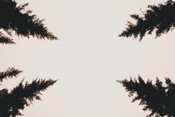 A black and white photo of trees with a white background