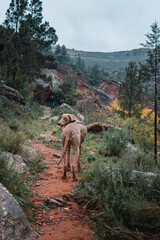 Majestic Weimaraner on Rocky Terrain. A noble Weimaraner dog stands proudly on a rugged, rocky landscape in Aragon, Spain, showcasing posture and keen gaze amidst the natural beauty of the countryside