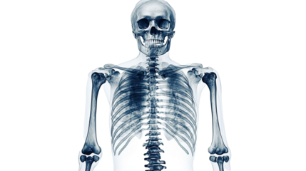 X-ray view of human skeleton revealing bones of skull, rib cage, spine, and arms, isolated on transparent background.