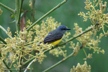 pajaro azul y amarillo en arbol