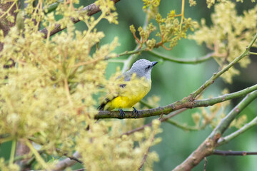 Pajarito amarillo
