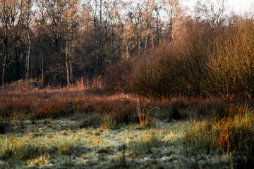Fototapeta premium De Peel Griendtsveen The Netherlands landscape pretty grass birch trees 