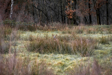 De Peel Griendtsveen The Netherlands landscape pretty grass birch trees with a deer