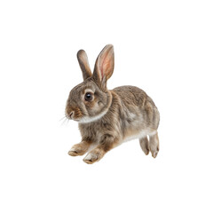 Obraz premium Leaping Bunny: Capturing the playful energy of a brown rabbit mid-leap, with long ears alert, showcasing its agile and endearing nature.