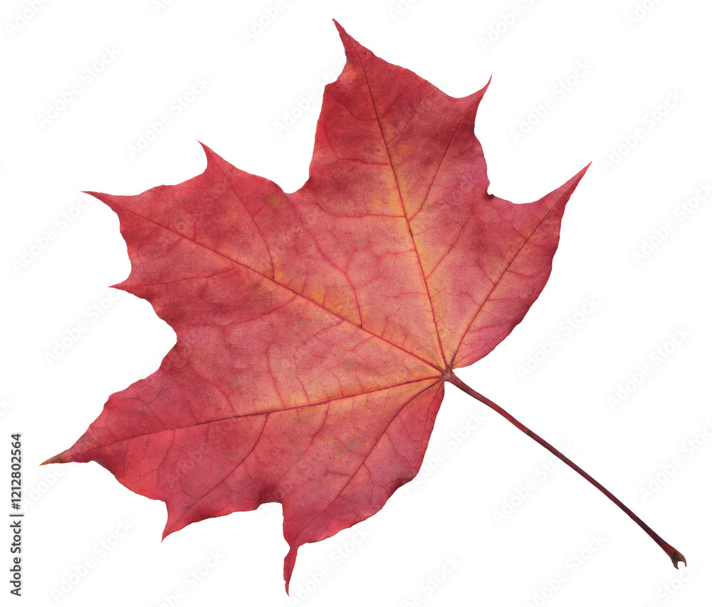 Poster autumn maple leaf red orange isolated on transparent background