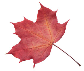 Autumn maple leaf red orange isolated on transparent background