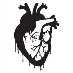 Anatomical heart silhouette on white background
